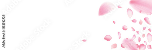 Cherry background, sakura,Rose petals  vector background
