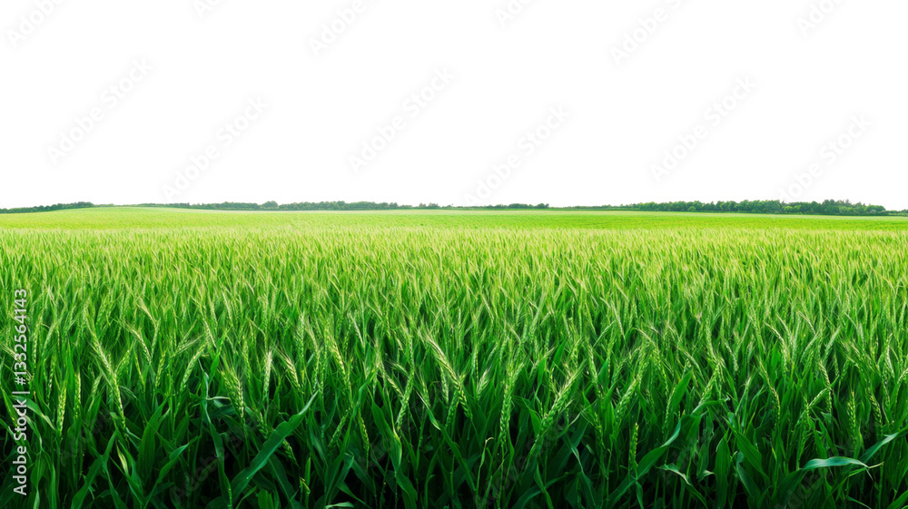 Fototapeta premium Green wheat field growing on transparent background in spring