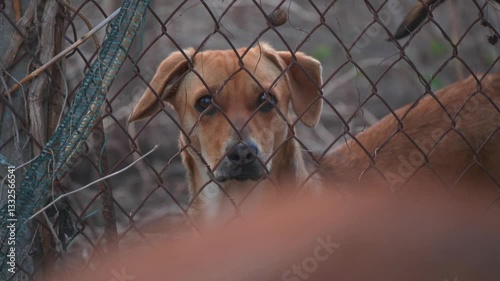An Adorable Dog Sitting Behind a Fence, Curious About Everything Happening Around It