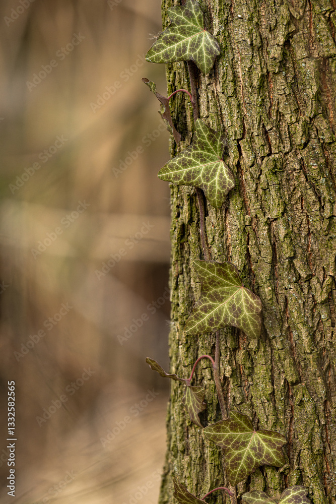 Fototapeta premium Green ivy leaves on tree bark. 