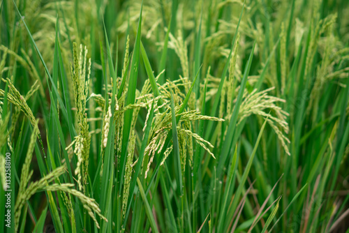 Lush green rice fields with thriving rice plants in the countryside, reflecting food security and agricultural sustainability