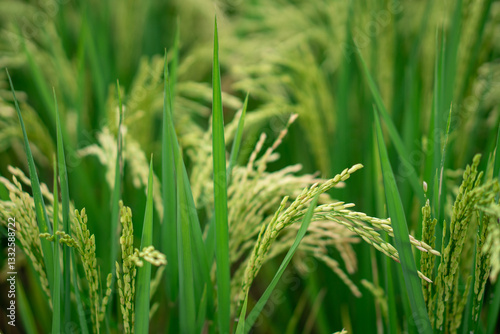 Lush green rice fields with thriving rice plants in the countryside, reflecting food security and agricultural sustainability