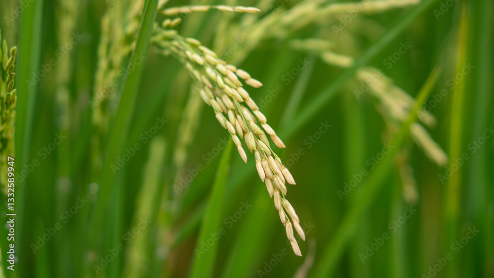 Lush green rice fields with thriving rice plants in the countryside, reflecting food security and agricultural sustainability Lush green rice fields with thriving rice plants in the countryside, reflecting food security and agricultural sustainability