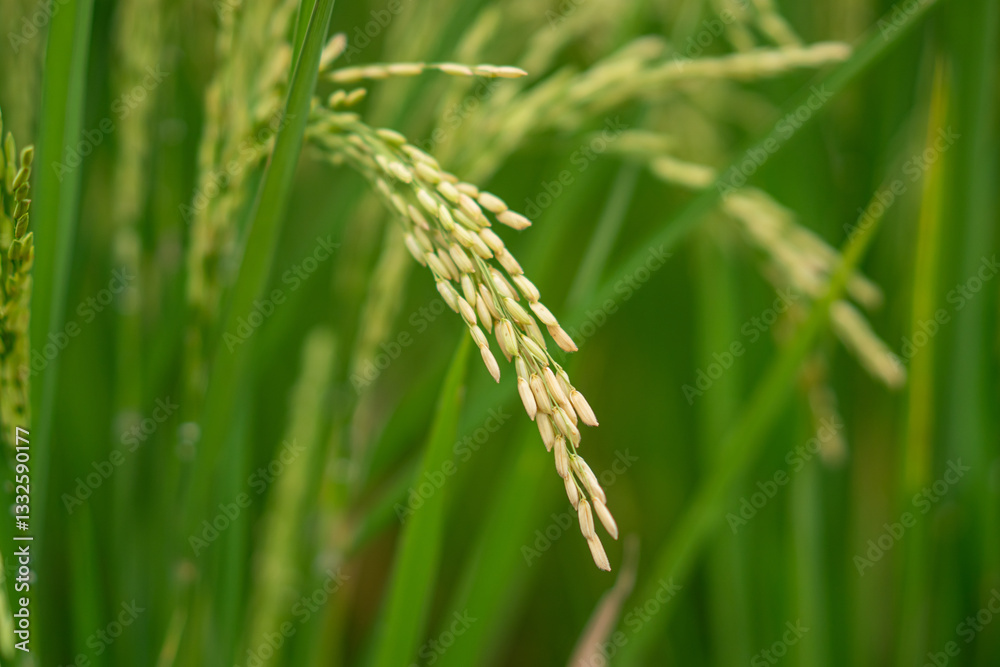 Lush green rice fields with thriving rice plants in the countryside, reflecting food security and agricultural sustainability Lush green rice fields with thriving rice plants in the countryside, reflecting food security and agricultural sustainability