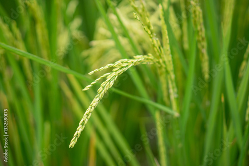 Lush green rice fields with thriving rice plants in the countryside, reflecting food security and agricultural sustainability