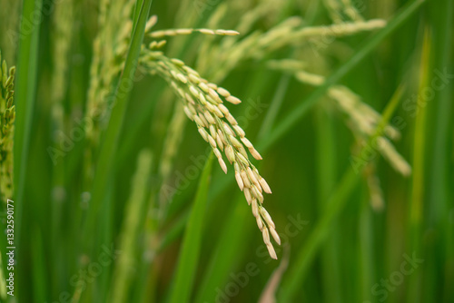 Lush green rice fields with thriving rice plants in the countryside, reflecting food security and agricultural sustainability