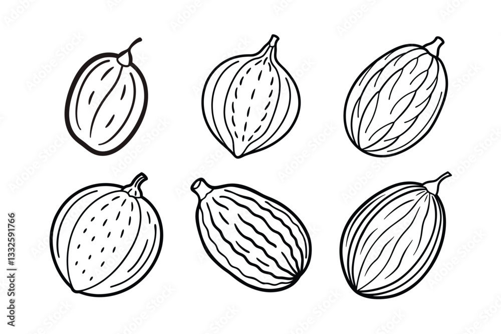 Date – Phoenix dactylifera line art and silhouette vector illustration Date – Phoenix dactylifera line art and silhouette vector illustration