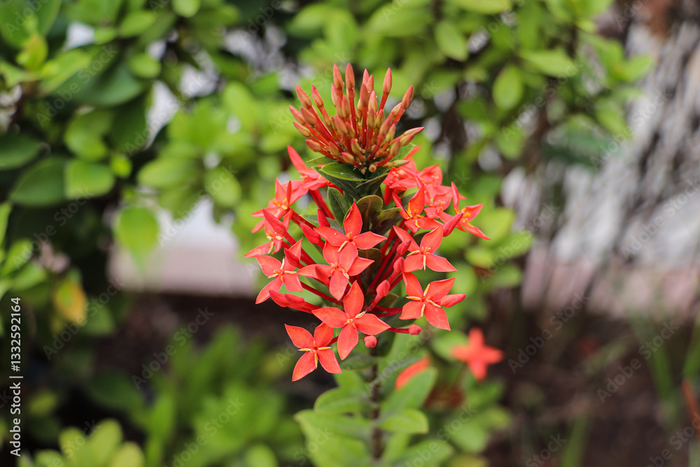Bright Red Ixora Flowers Blooming in Lush Green Garden Bright Red Ixora Flowers Blooming in Lush Green Garden