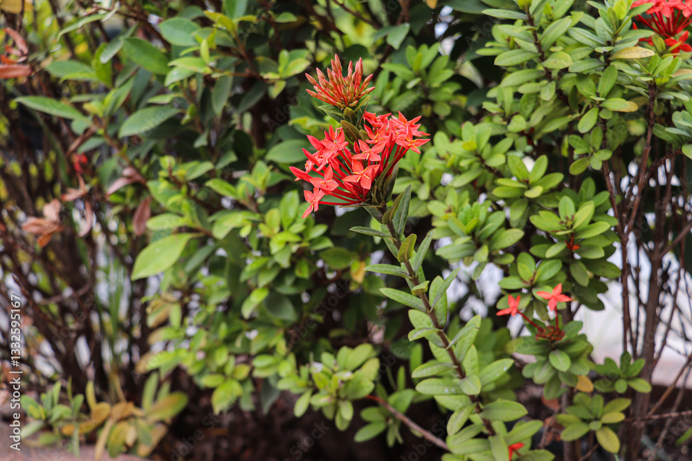 Obraz premium Vibrant Red Ixora Flowers Blooming Among Green Foliage