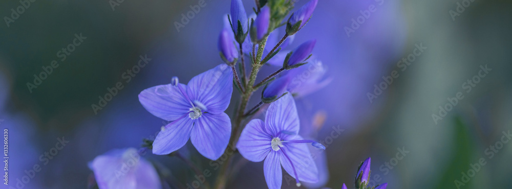 Blue flowers in raindrops.
