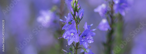 Obraz na płótnie Blue flowers in raindrops. w salonie