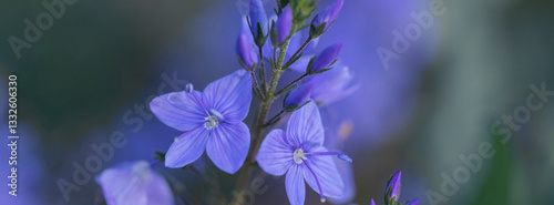 Blue flowers in raindrops.