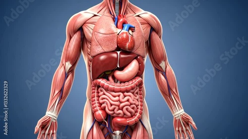 3D illustration of human internal organs and anatomy.