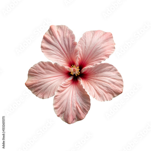 Close-up of pink hibiscus flower, vibrant color, delicate petals, tropical flower on black background, nature photography
