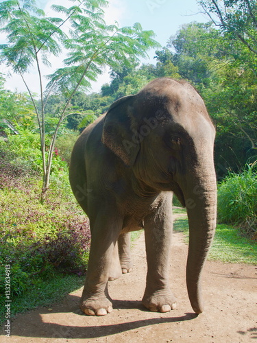 Asian elephant roaming the valley in Chiang Rai, Thailand