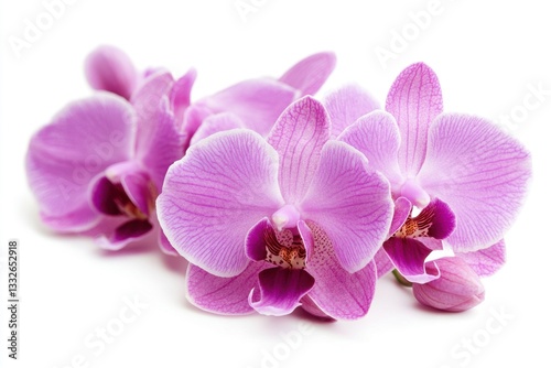 A beautiful orchid with purple flowers, isolated on a white background.