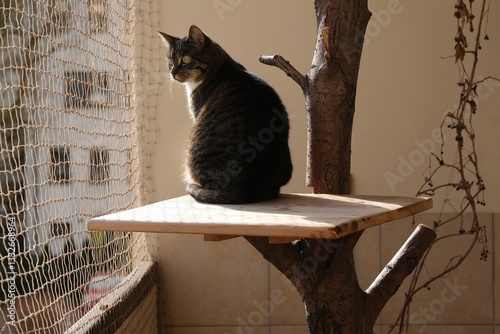 Obraz na płótnie The cat is sitting in a tree on a balcony secured with a net w salonie