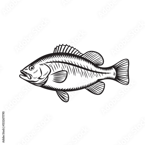 Hand Drawn Sketch Perch Fish Illustration 