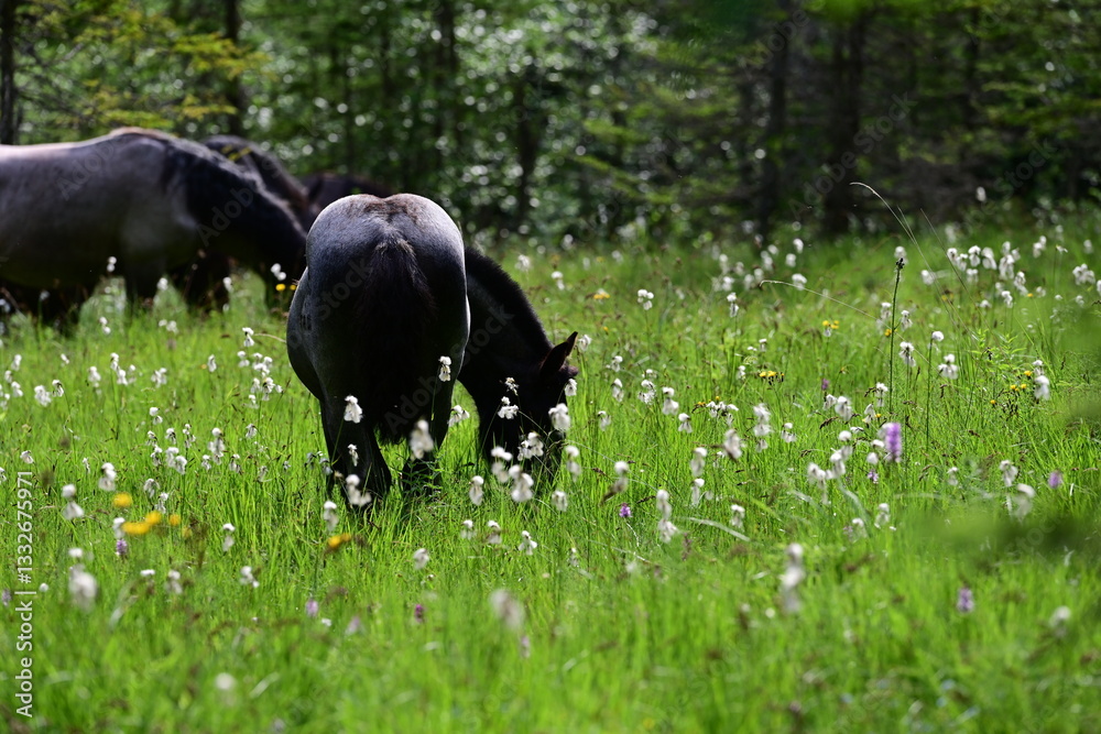 Fototapeta premium Waldpferde. Pferdeherde grast auf einer sumpfigen Waldwiese in den Bergen
