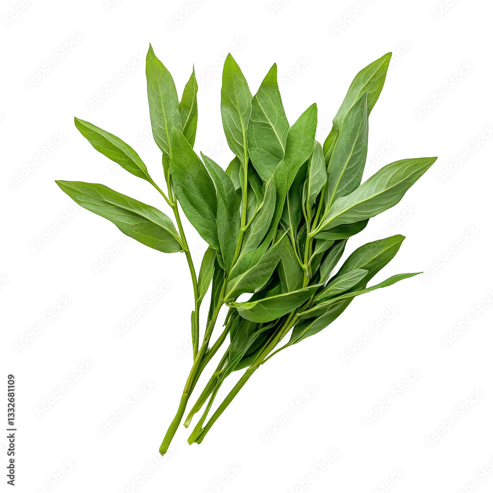 Fresh Andrographis paniculata leaves arranged on a transparent background showcasing their vibrant green color, Fresh Kariyat,Andrographis paniculata leaves on transparent background Fresh Andrographis paniculata leaves arranged on a transparent background showcasing their vibrant green color, Fresh Kariyat,Andrographis paniculata leaves on transparent background