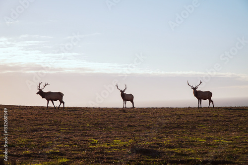 deer in the wild photo