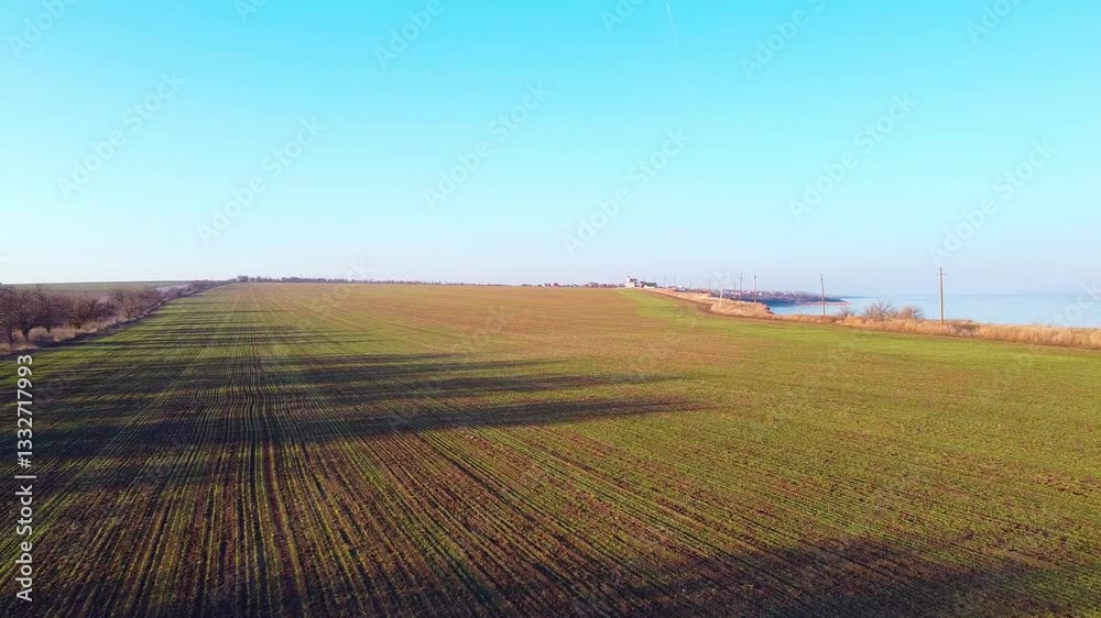 Field. Plowing. Wheat sprouts. Winter crop emergence. Winter crop sprouts Field. Plowing. Wheat sprouts. Winter crop emergence. Winter crop sprouts