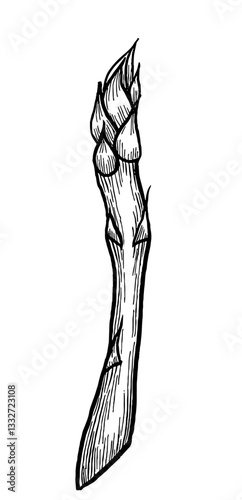 Asparagus. Vegetables. Hand drawn vector isolated sketch.