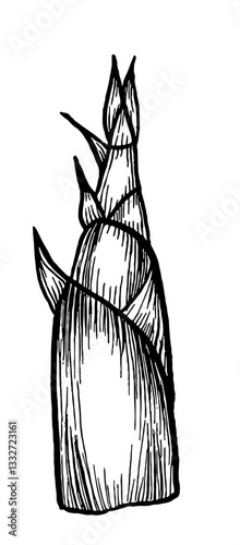 Bamboo shoots. Vegetables. Hand drawn vector isolated sketch.
