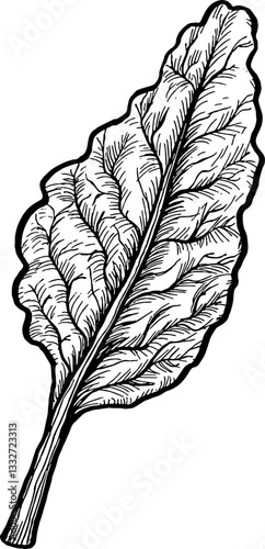 Beetroot. Vegetables. Hand drawn vector isolated sketch.