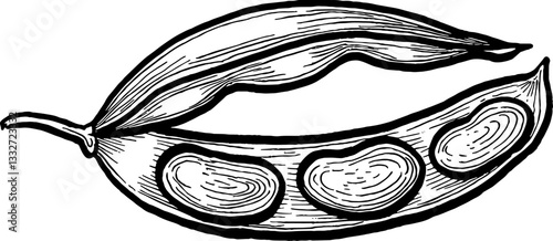 Beans. Vegetables. Hand drawn vector isolated sketch.