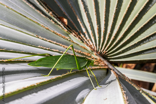 Katydid or green bush cricket, similar to leaves,exhibits mimicry, found in South America (Rio de Janeiro). photo