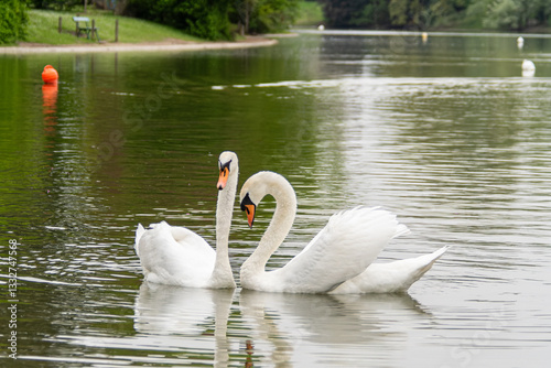 Fototapeta Naklejka Na Ścianę i Meble -  Couple de cygnes sur un lac (Cygnus olor)