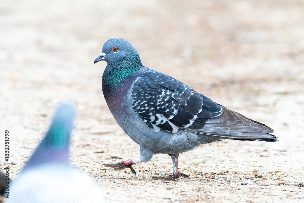 Obraz premium Pigeon biset en train de marcher (Columba livia)