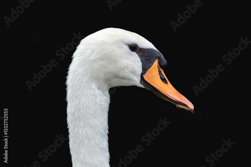 Fototapeta Naklejka Na Ścianę i Meble -  Portrait de cygne tuberculé sur fond noir (Cygnus olor)