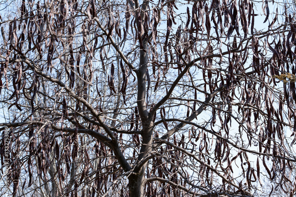 Obraz premium View from below on Gleditsia triacanthos f. inermis (honey locust without thorns) tree in early spring thickly hung with fruits in early spring. The fruits in the form of long pods hang beautifully.