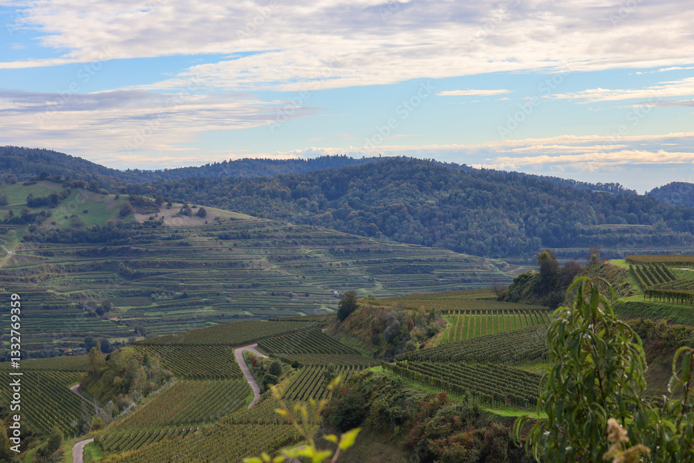 Obraz premium Weinberg Aussicht 