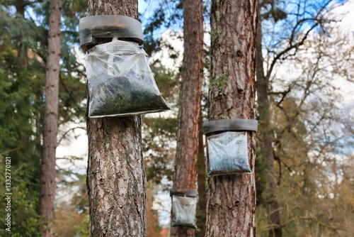 Piège à chenilles processionnaires sur un pin, résineux