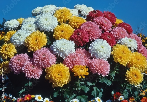 Vibrant Display of Colorful Chrysanthemum Flowers Against a Clear Blue Sky in a Beautiful Floral Arrangement