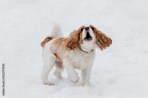 cute purebred Cavalier King Charles spaniel walks in winter snow, barking loudly and furiously, dog agression, hunting dog breed, red and white dog, brown ears, dogwalking concept