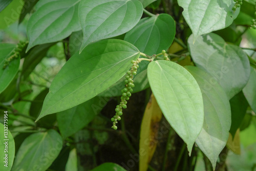 Close up of cubeb leaves and seeds.For graphic design,3D rendering or banner background