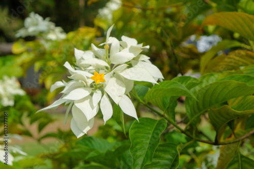White Mussaenda philippica flower in bloom. For graphic design, 3D rendering or banner background