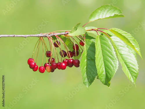 Obraz na plátně Branch of wild cherry tree with almost ripe fruits, Prunus avium var