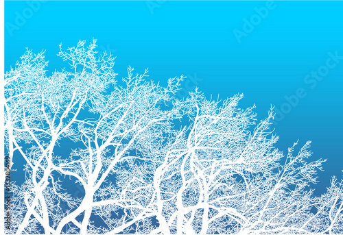 árbol, cielo, naturaleza, silueta, sucursal, de invierno, atardecer, árbol, bosque, calvos, paisaje