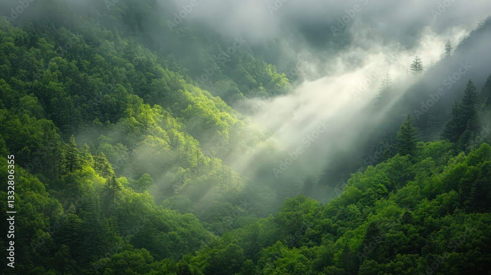 Obraz premium Sunlit Misty Mountain Forest Landscape