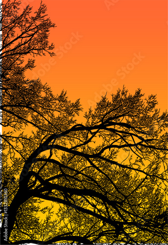 árbol, cielo, naturaleza, silueta, sucursal, de invierno, atardecer, árbol, bosque, calvos, paisaje