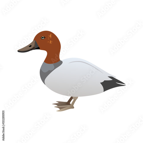 Elegant Duck Illustration: A captivating illustration of an elegant duck, showcasing its vibrant plumage, perfectly captures the beauty of wildlife with this exquisite artwork.