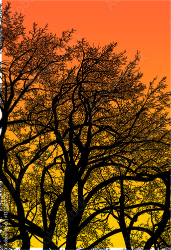árbol, cielo, naturaleza, silueta, sucursal, de invierno, atardecer, árbol, bosque, calvos, paisaje
