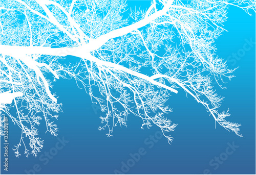 árbol, cielo, naturaleza, silueta, sucursal, de invierno, atardecer, árbol, bosque, calvos, paisaje