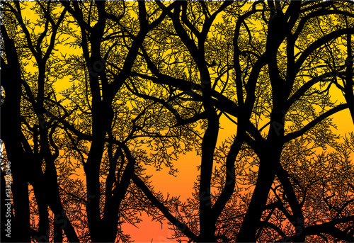 árbol, cielo, naturaleza, silueta, sucursal, de invierno, atardecer, árbol, bosque, calvos, paisaje
