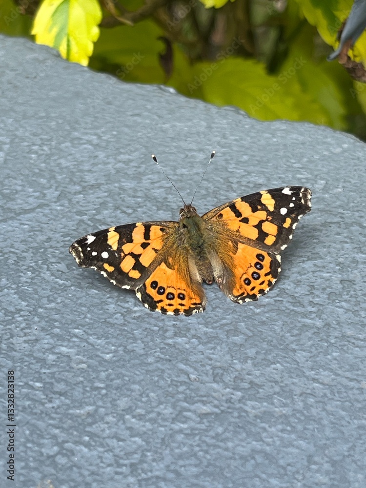 Obraz premium butterfly on a flower